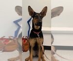 Small #17 Doberman Pinscher-German Shepherd Dog Mix