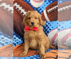 Goldendoodle Puppy for sale in LINCOLN UNIV, PA, USA