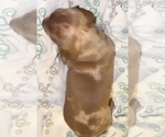 Small Photo #1 Dachshund Puppy For Sale in LUTZ, FL, USA