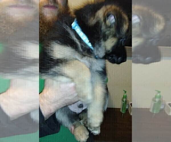 Medium Photo #4 German Shepherd Dog Puppy For Sale in CRESWELL, OR, USA