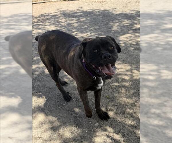 Medium Photo #1 Mutt Puppy For Sale in Santa Maria, CA, USA