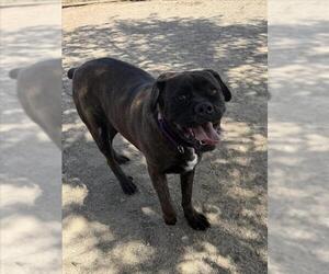 Mutt Dogs for adoption in Santa Maria, CA, USA