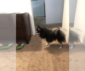 Pomeranian Puppy for sale in JACKSON, MI, USA