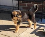 Small Photo #2 German Shepherd Dog-Unknown Mix Puppy For Sale in Dallas, TX, USA