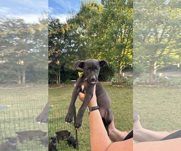 Medium Photo #7 Labrador Retriever-Unknown Mix Puppy For Sale in Holly Springs, NC, USA