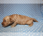 Small Photo #4 Goldendoodle (Miniature) Puppy For Sale in BLMGTN, IN, USA