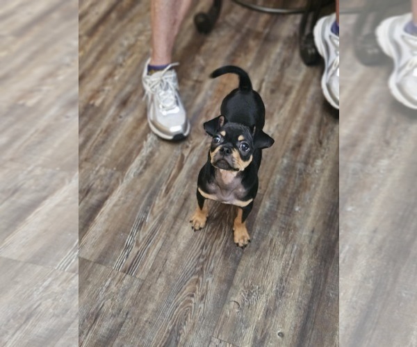 Medium Photo #4 Chug Puppy For Sale in Wakefield, RI, USA