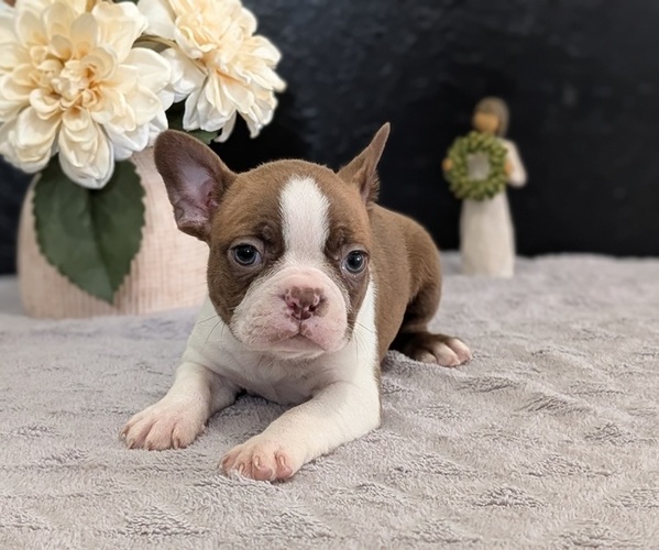 Medium Photo #9 Boston Terrier Puppy For Sale in GOSHEN, IN, USA