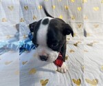 Small #15 Boston Terrier