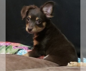 Chihuahua Puppy for sale in DES MOINES, IA, USA