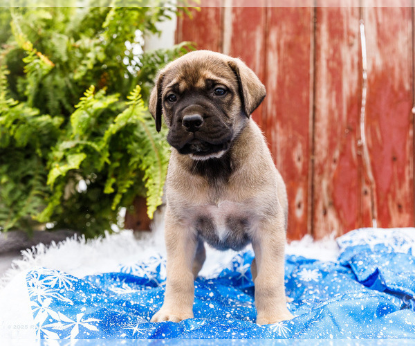 Medium Photo #8 Mastiff Puppy For Sale in WAKARUSA, IN, USA
