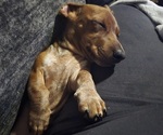 Puppy BROWN SPOTS Dachshund