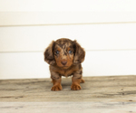 Small #3 Dachshund