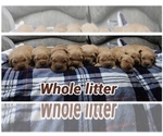 Image preview for Ad Listing. Nickname: Litter of 9