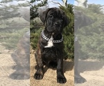 Small Photo #7 Cane Corso Puppy For Sale in LOYALTON, CA, USA
