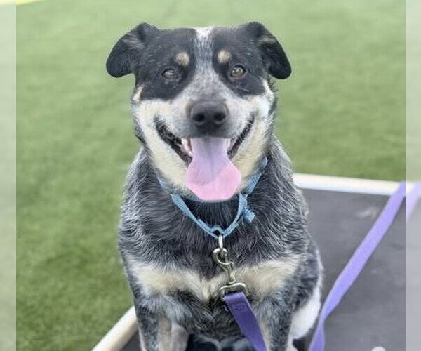 Medium Photo #1 Mutt Puppy For Sale in Martinez, CA, USA
