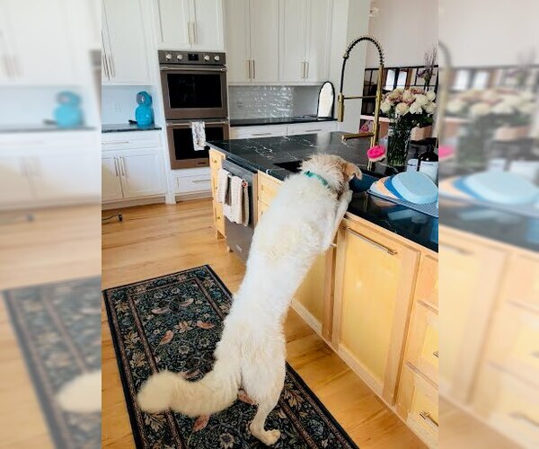 Medium Photo #2 Goberian Puppy For Sale in Winter Park, CO, USA