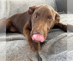 Small #1 Chocolate Labrador retriever Mix