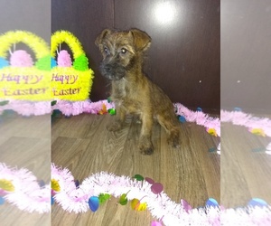 Yorkshire Terrier Puppy for sale in LAPEER, MI, USA