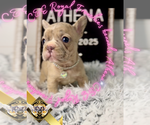 Small #1 French Bulldog