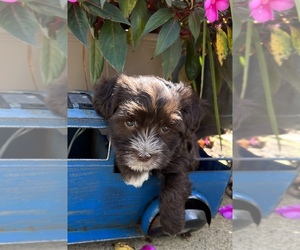 Havanese Puppy for sale in LIVONIA, MI, USA