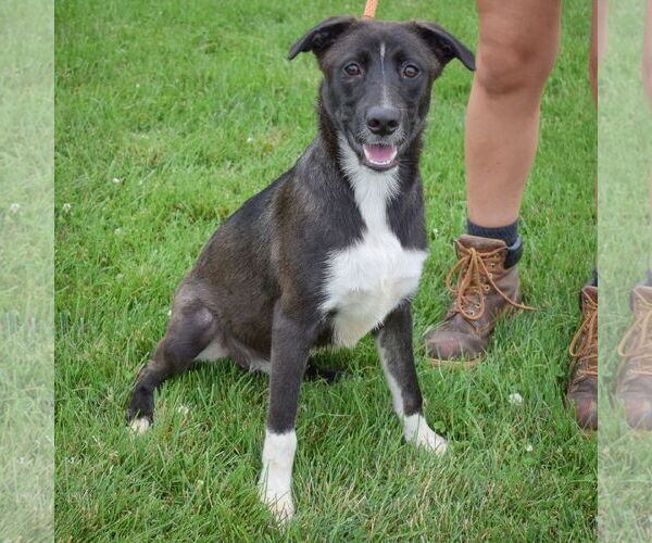 Medium Photo #8 Border Collie-Unknown Mix Puppy For Sale in Huntley, IL, USA