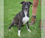 Small #7 Border Collie Mix