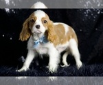 Small Photo #46 Cavalier King Charles Spaniel Puppy For Sale in WARSAW, IN, USA