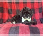 Small #4 YorkiePoo