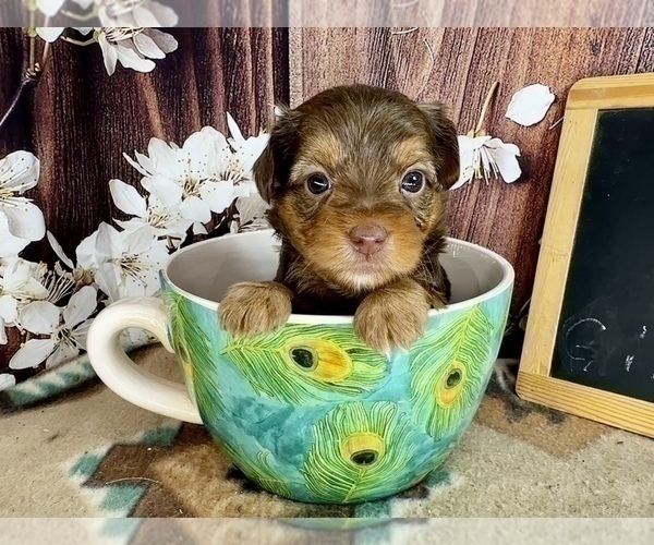 Medium Photo #10 Morkie Puppy For Sale in CASSVILLE, MO, USA