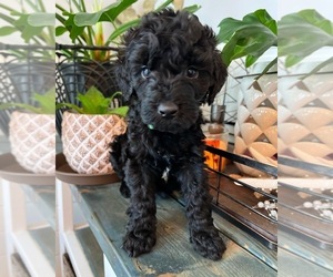 Goldendoodle-Poodle (Standard) Mix Puppy for sale in FLAT ROCK, NC, USA