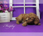 Small Photo #18 Poodle (Toy) Puppy For Sale in CHANUTE, KS, USA