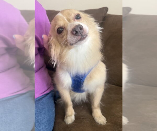 Medium Photo #2 Paperanian Puppy For Sale in Mundelein, IL, USA