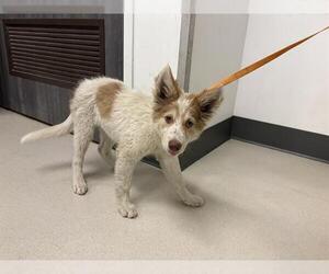 Medium Australian Shepherd-Siberian Husky Mix
