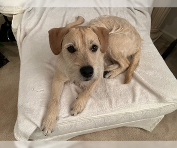 Medium Photo #1 Border Terrier-Unknown Mix Puppy For Sale in Bellevue, WA, USA