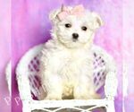 Puppy Powder Puff Maltipoo (Miniature)