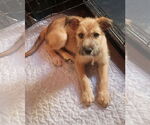 Small #2 Chihuahua-Wheaten Terrier Mix
