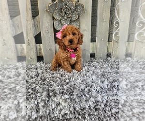 Poodle (Miniature) Puppy for sale in INDIANAPOLIS, IN, USA