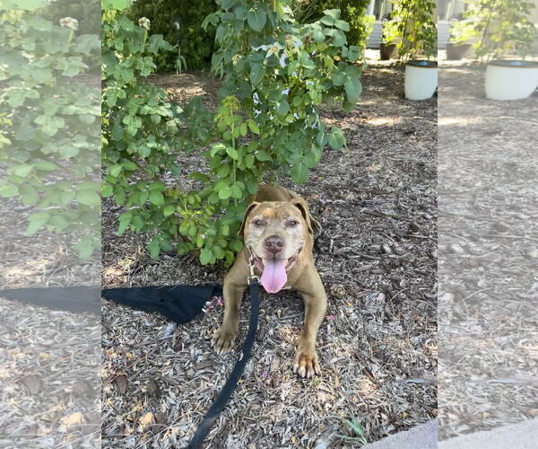 Medium Photo #4 American Pit Bull Terrier-Unknown Mix Puppy For Sale in Aurora, CO, USA