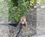 Small #3 American Pit Bull Terrier Mix