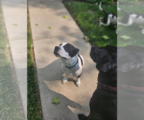 Medium Photo #54 American Pit Bull Terrier Puppy For Sale in Germantown, OH, USA
