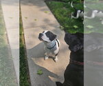 Small #53 American Pit Bull Terrier