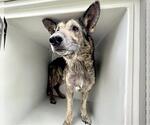 Small #1 German Shepherd Dog