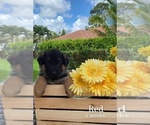 Small Photo #285 German Shepherd Dog Puppy For Sale in WELLINGTON, FL, USA