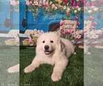 Small #4 Great Pyrenees