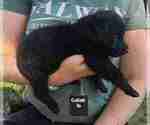 Small #16 German Shepherd Dog