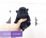 Small Photo #5 Pug Puppy For Sale in BREEZY POINT, MN, USA
