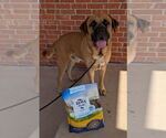 Small #3 Mastiff