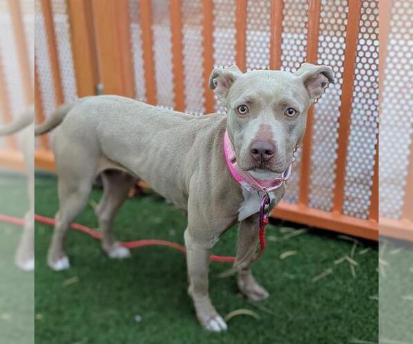 Medium Photo #1 Mutt Puppy For Sale in Las Vegas, NV, USA