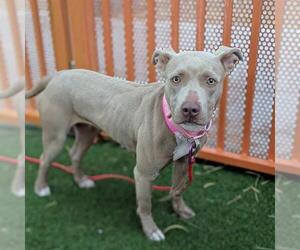 Mutt Dogs for adoption in Las Vegas, NV, USA